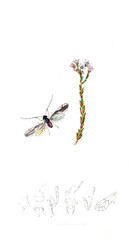 Illustration of insects and plants