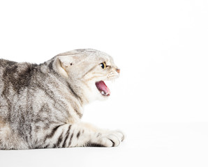 Fototapeta na wymiar Angry cat isolated on white background