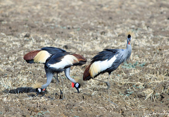 grey crowned cranes -  Balearica regulorum;- crested cranes on the open plains in south luangwa national park