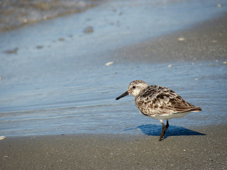 Nice detail on a wood sandpiper