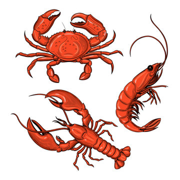 Crab, shrimp, lobster. Seafood. 