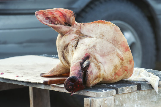 Pig's head chopped off
