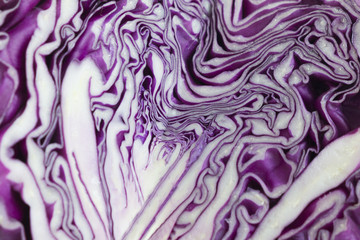 Closeup of a Purple cabbage in white and violet colours.