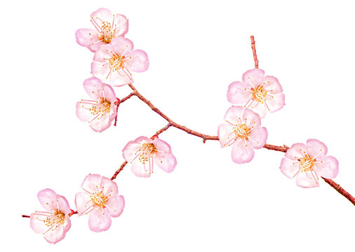 branch with nine pink flowers on white