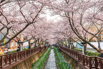 Spring Cherry blossom festival at Yeojwacheon Stream, Jinhae, South Korea