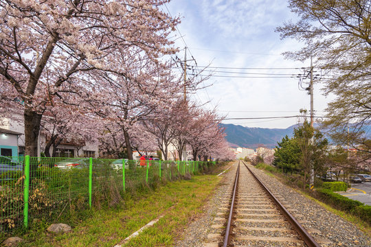 Spring Cherry blossom festival at Gyeonghwa Station, Jinhae, South Korea