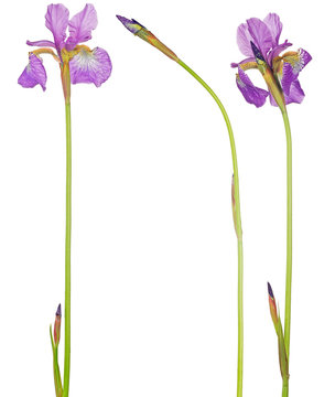 set of three lilac iris flowers isolated on white