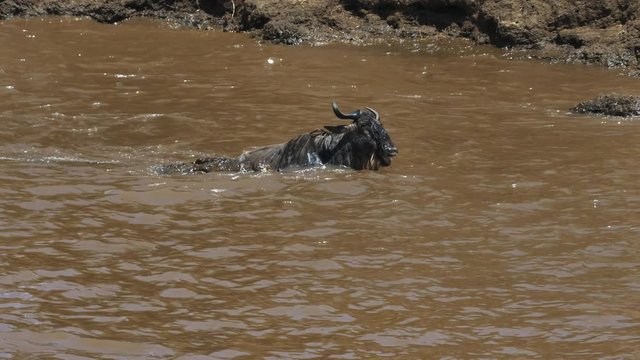 a wildebeest struggles to free itself from the jaws of a crocodile