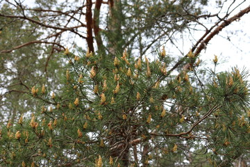 needles and buds on the branches of pine trees in the forest