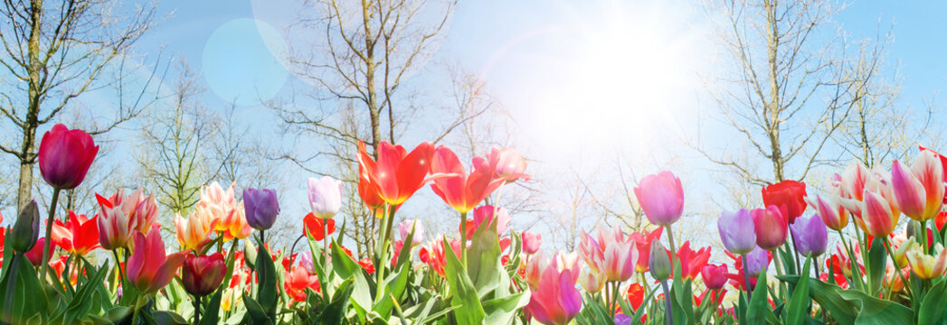 Gl&uuml;ck, Lebensfreude, Fr&uuml;hlingserwachen, Leben: Buntes, duftendes Blumenfeld im Fr&uuml;hling :)