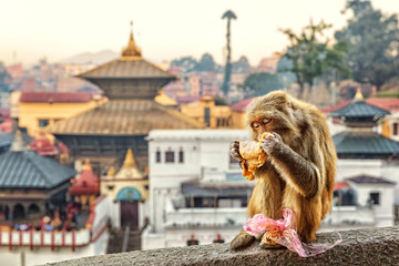 Rhesus Macaque, Pashupatinath, Kathmandu, Nepal - obrazy, fototapety, plakaty