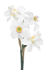 bunch of white narcissus four flowers