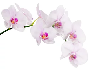 Foto auf Acrylglas Badezimmer isolierter Zweig mit sieben hellrosa Orchideenblüten