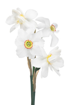 bunch of white narcissus four flowers