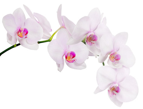isolated branch with seven light pink orchid blooms