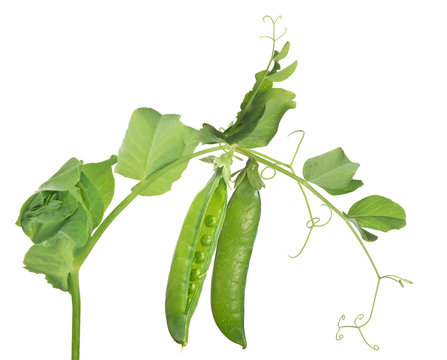 pea green two pods with leaves on white