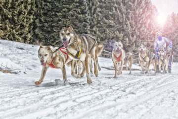 Naklejka premium Sled dog racing alaskan malamute snow winter competition race