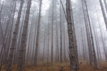 Deep Mountain Pine Tree Woods With Mist