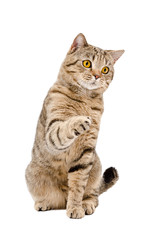 Playful cat Scottish Straight, sitting with a raised paw, isolated on a white background