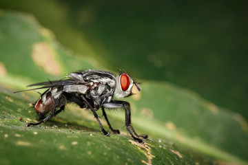 Image of a flies (Diptera) on green leaves. Insect. Animal
