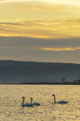 Swan in the sea at sunset