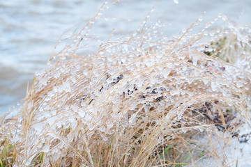 frozen sea spray on the grass growing on the seashore