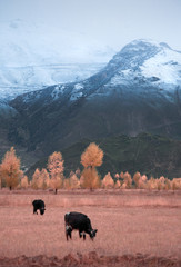 The rural scenery of Tibet in China