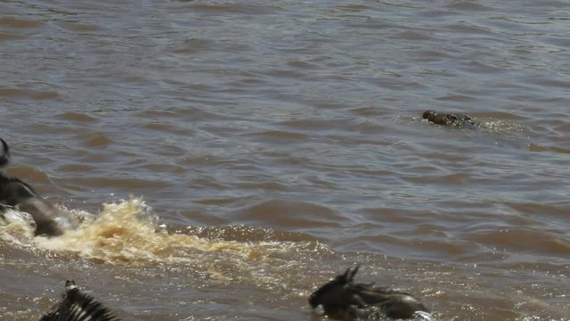 tracking shot of a large crocodile attacking and killing a young wildebeest crossing the mara river in maasai mara national park, kenya