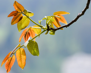 Natur. Frühling