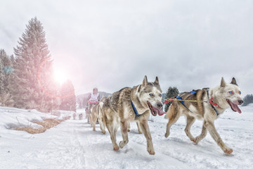 Sled dog racing alaskan malamute snow winter competition race © Andrea