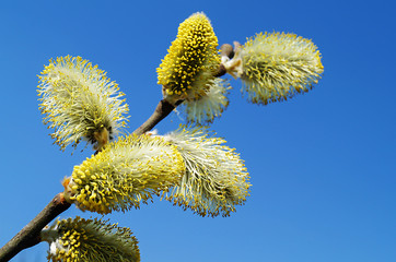 Fototapeta premium Bush of the flowering osier by springtime