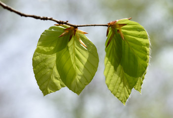 Frühlingsbilder. Das Erwachen der Natur