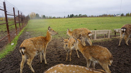 Deer in the countryside of Russia