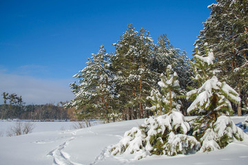 Pryazhevo village, Zhytomyr region, Ukraine. Winter landscape. Snow surface. Coniferous forest in winter. Sunny frosty day. Snow on the trees. A beautiful winter day. Winter background. Forest Road.
