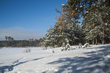 Pryazhevo village, Zhytomyr region, Ukraine. Winter landscape. Snow surface. Coniferous forest in winter. Sunny frosty day. Snow on the trees. A beautiful winter day. Winter background. Forest Road.