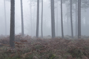 Obraz premium A misty morning at Knightwood Inclosure in the New Forest National Park.
