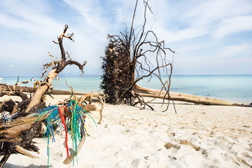 Fallen trees at Bamboo island, Thailand, Krabi.