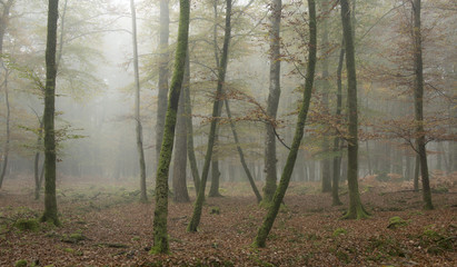 A misty morning at Knightwood Inclosure in the New Forest National Park.