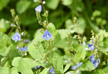 Forget-me-not flowers