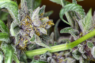 Macro of the inside of stem area of medical cannabis.