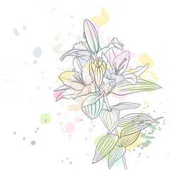 vector drawing lily flower