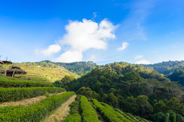 Fototapeta na wymiar Landscape of Tea plantation 2000 at Doi Ang Khang