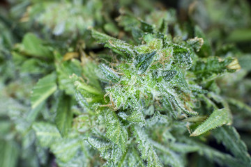 Detailed view of untrimmed marijuana just after harvest.