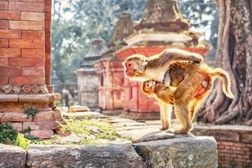Fotobehang Resusapen, Pashupatinath, Kathmandu, Nepal © Ingo Bartussek