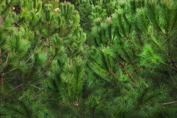 The green pine branches