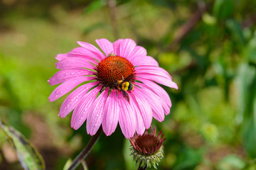 Fototapeta premium Purple coneflower (Echinacea purpurea) a popular plant for attracting the honey bee