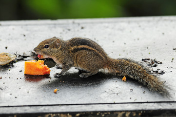 Indisches Palmenhörnchen (Funambulus palmarum brodiei) - Indian palm squirrel