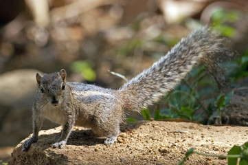 Indisches Palmenhörnchen (Funambulus palmarum brodiei) - Indian palm squirrel