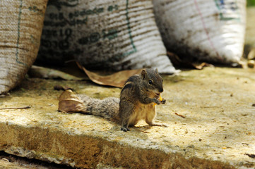 Indisches Palmenhörnchen (Funambulus palmarum brodiei) - Indian palm squirrel