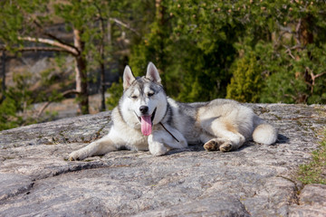 beautiful malamute dog lying on rock in autumn forest, Karelia